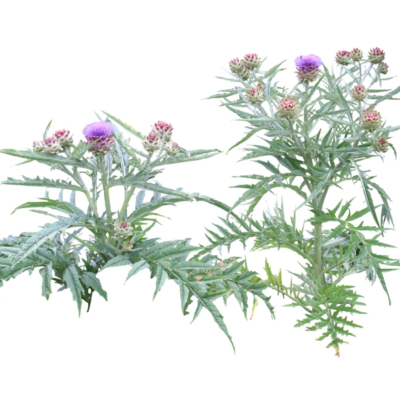 现代2d花草植物组件免费su模型(1)
