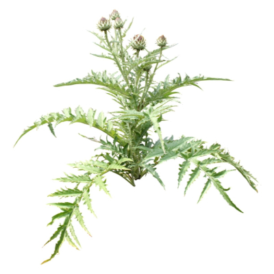 现代2d花草植物组件免费su模型(1)