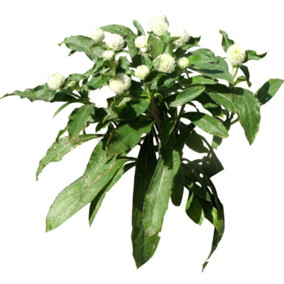 现代2d花草植物组件免费su模型(1)