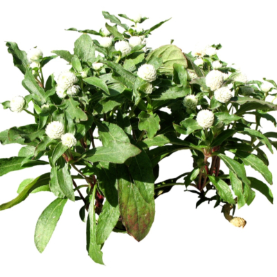 现代2d花草植物组件免费su模型(1)