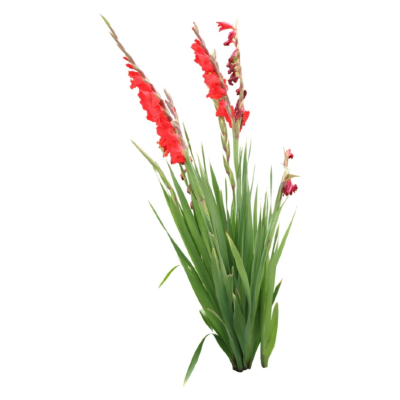 现代2d花草植物组件免费su模型(1)