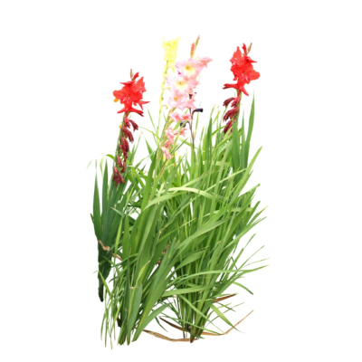 现代2d花草植物组件免费su模型(1)