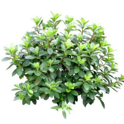 现代2d花草植物组件免费su模型(1)