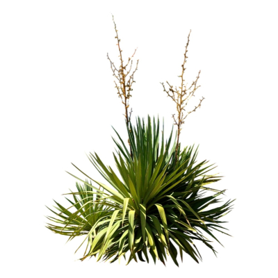 现代2d花草植物组件免费su模型(1)