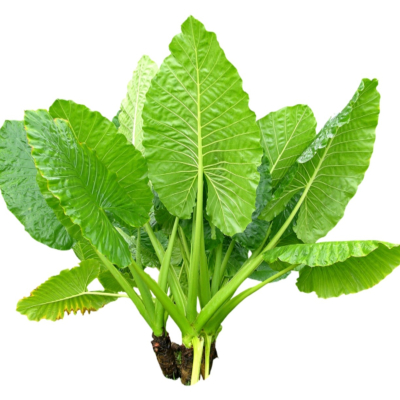 现代2d花草植物组件免费su模型(1)