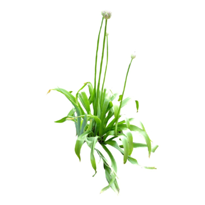 现代2d花草植物组件免费su模型(1)