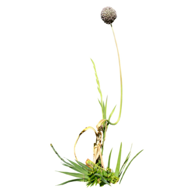 现代2d花草植物组件免费su模型(1)