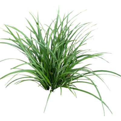 现代2d花草植物组件免费su模型(1)