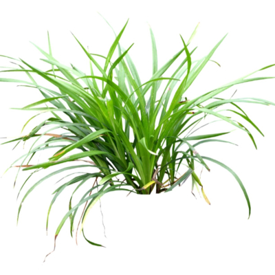 现代2d花草植物组件免费su模型(1)