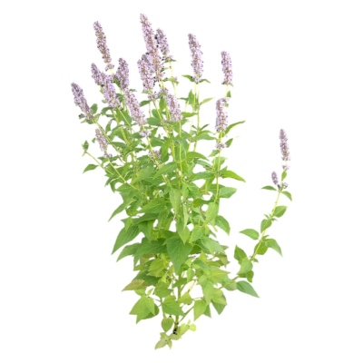 现代2d花草植物组件免费su模型(1)