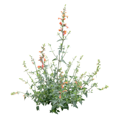 现代2d花草植物组件免费su模型(1)