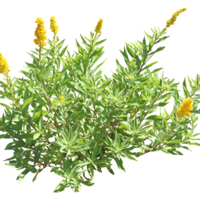 现代2d花草植物组件免费su模型(1)