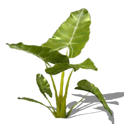 现代花草植物免费su模型(1)