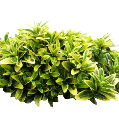 现代2d花草植物组件免费su模型(1)