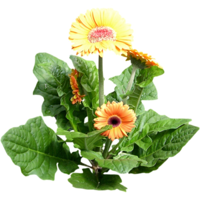 现代2d花草植物组件免费su模型(1)