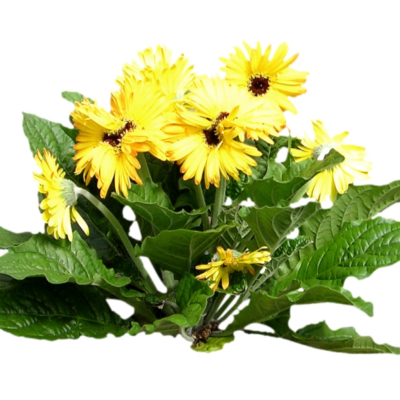 现代2d花草植物组件免费su模型(1)