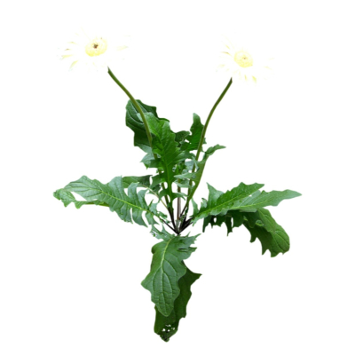 现代2d花草植物组件免费su模型(1)