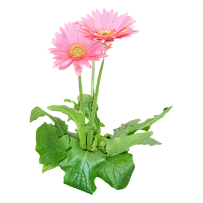 现代2d花草植物组件免费su模型(1)