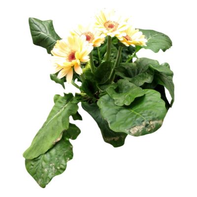 现代2d花草植物组件免费su模型(1)