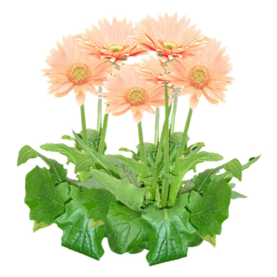现代2d花草植物组件免费su模型(1)