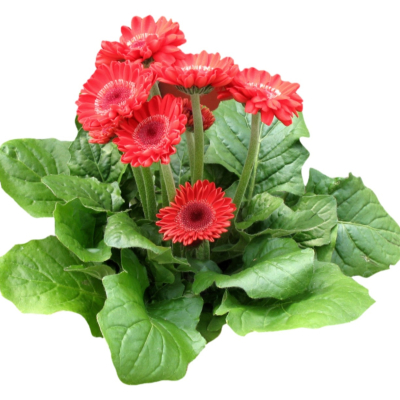现代2d花草植物组件免费su模型(1)