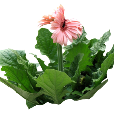 现代2d花草植物组件免费su模型(1)