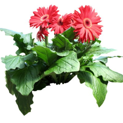 现代2d花草植物组件免费su模型(1)