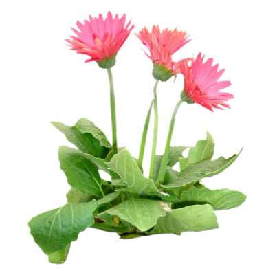 现代2d花草植物组件免费su模型(1)