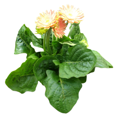 现代2d花草植物组件免费su模型(1)