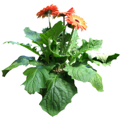 现代2d花草植物组件免费su模型(1)