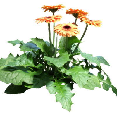 现代2d花草植物组件免费su模型(1)