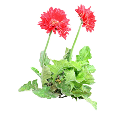 现代2d花草植物组件免费su模型(1)