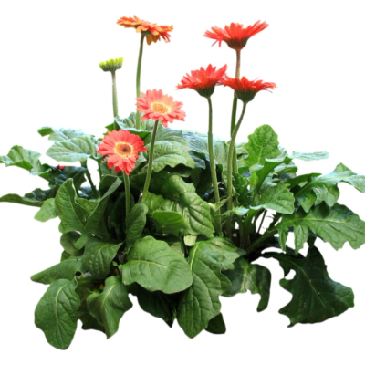 现代2d花草植物组件免费su模型(1)