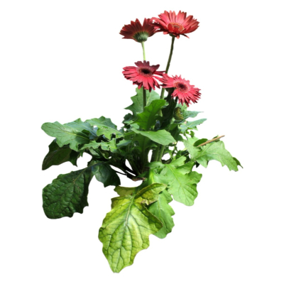 现代2d花草植物组件免费su模型(1)