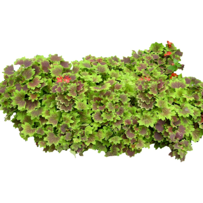 现代2d花草植物组件免费su模型(1)