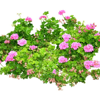 现代2d花草植物组件免费su模型(1)