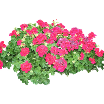 现代2d花草植物组件免费su模型(1)