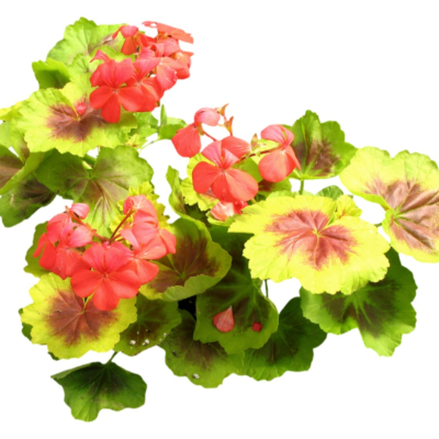 现代2d花草植物组件免费su模型(1)