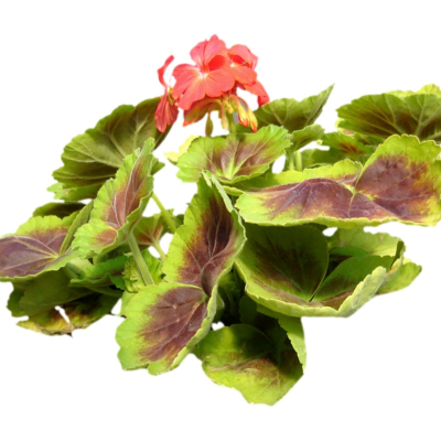 现代2d花草植物组件免费su模型(1)