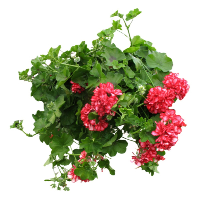 现代2d花草植物组件免费su模型(1)