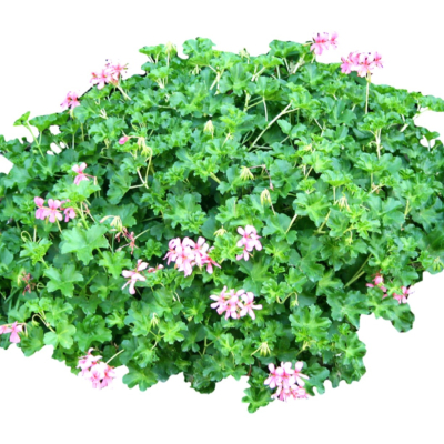 现代2d花草植物组件免费su模型(1)