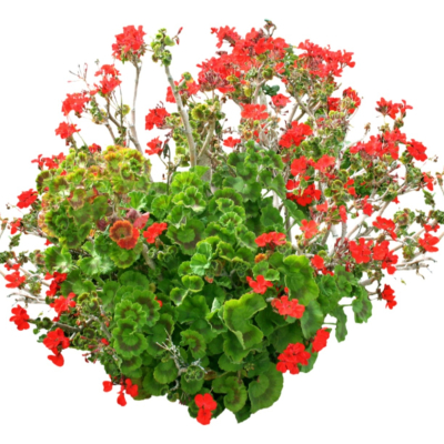现代2d花草植物组件免费su模型(1)