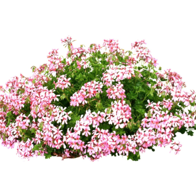 现代2d花草植物组件免费su模型(1)