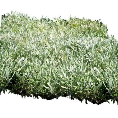现代2d花草植物组件免费su模型(1)