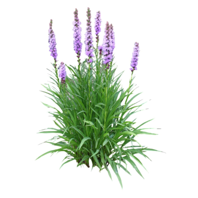 现代2d花草植物组件免费su模型(1)