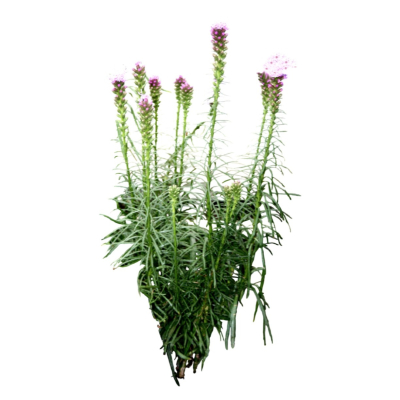 现代2d花草植物组件免费su模型(1)