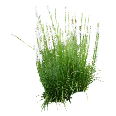 现代2d花草植物组件免费su模型(1)