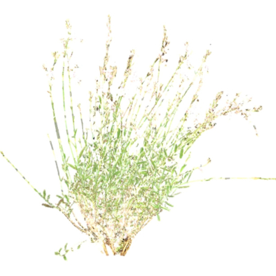 现代2d花草植物组件免费su模型(1)