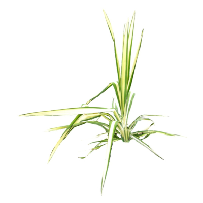 现代2d花草植物组件免费su模型(1)