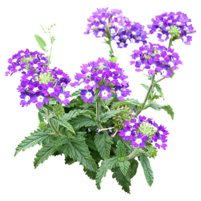 现代2d花草植物组件免费su模型(1)